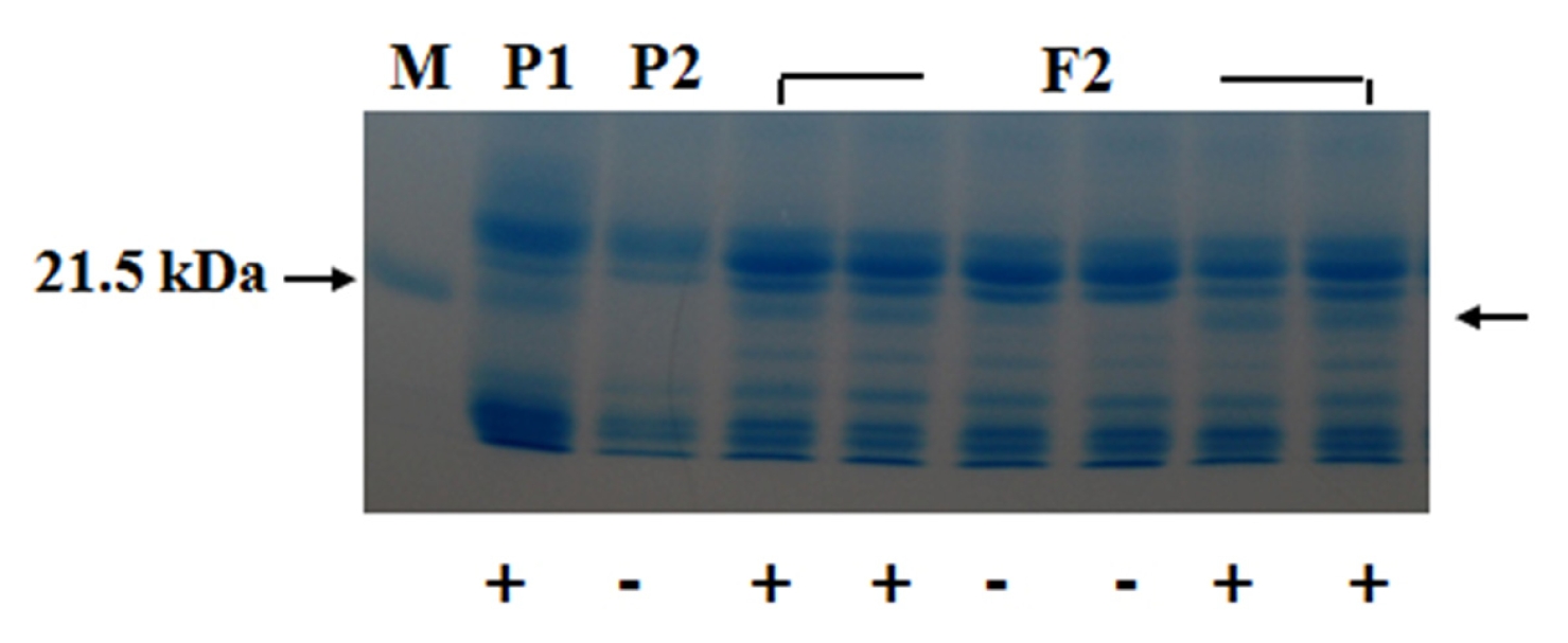 pbb-01-09f2.jpg