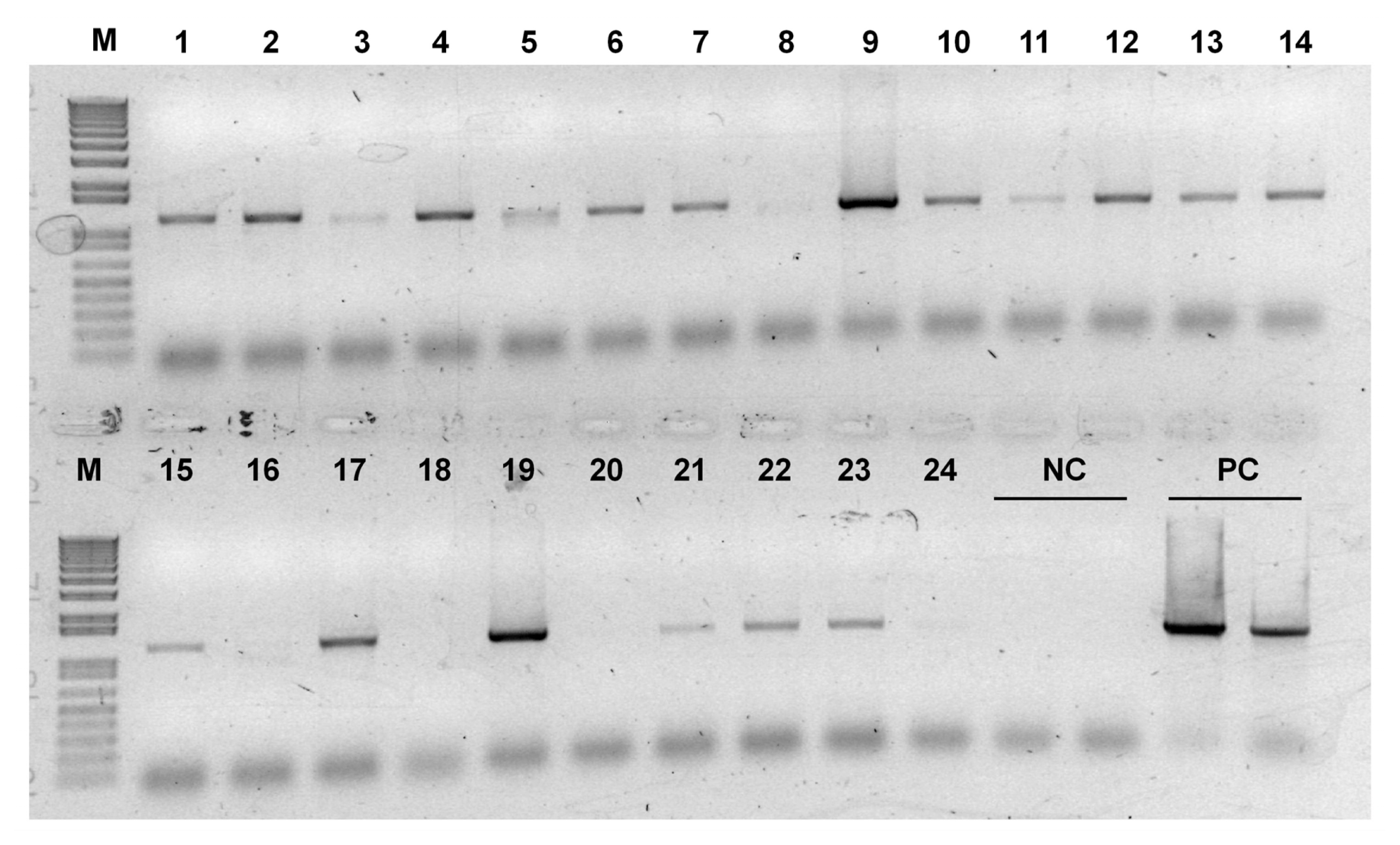 pbb-01-178f8.jpg