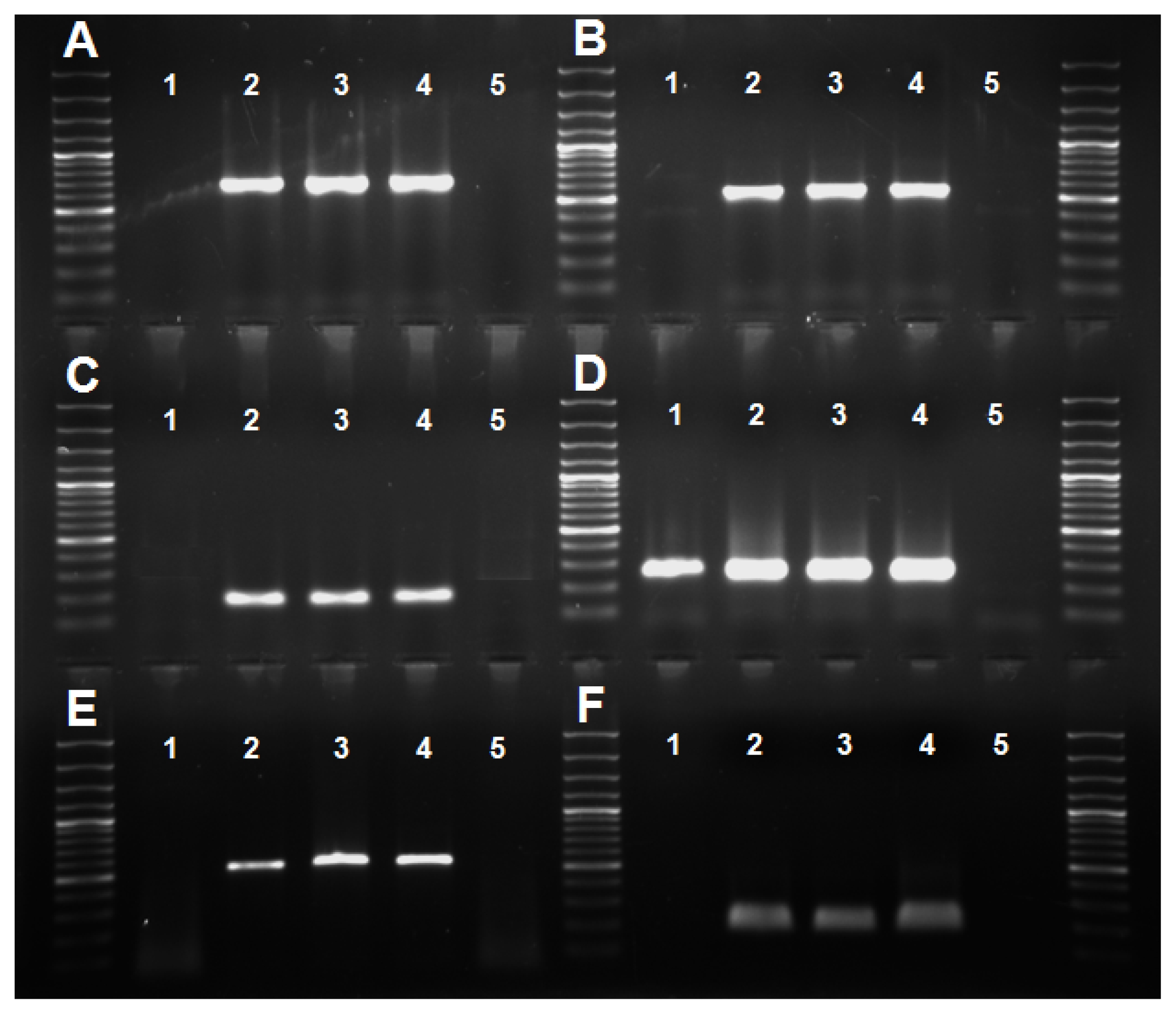 pbb-01-290f4.jpg