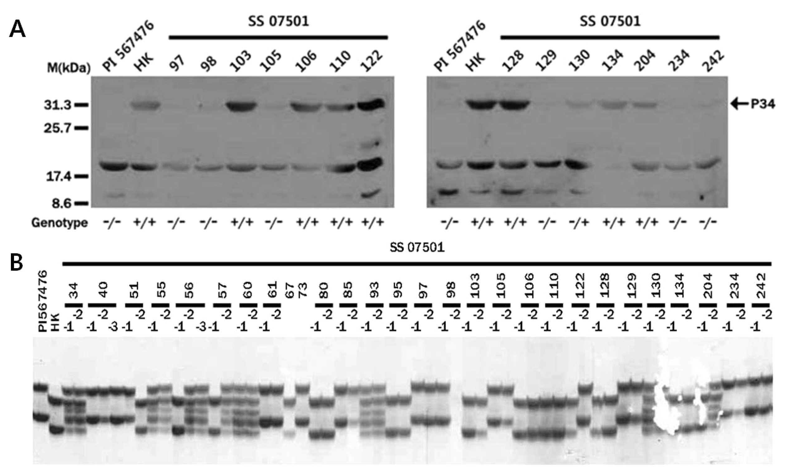 pbb-01-298f6.jpg