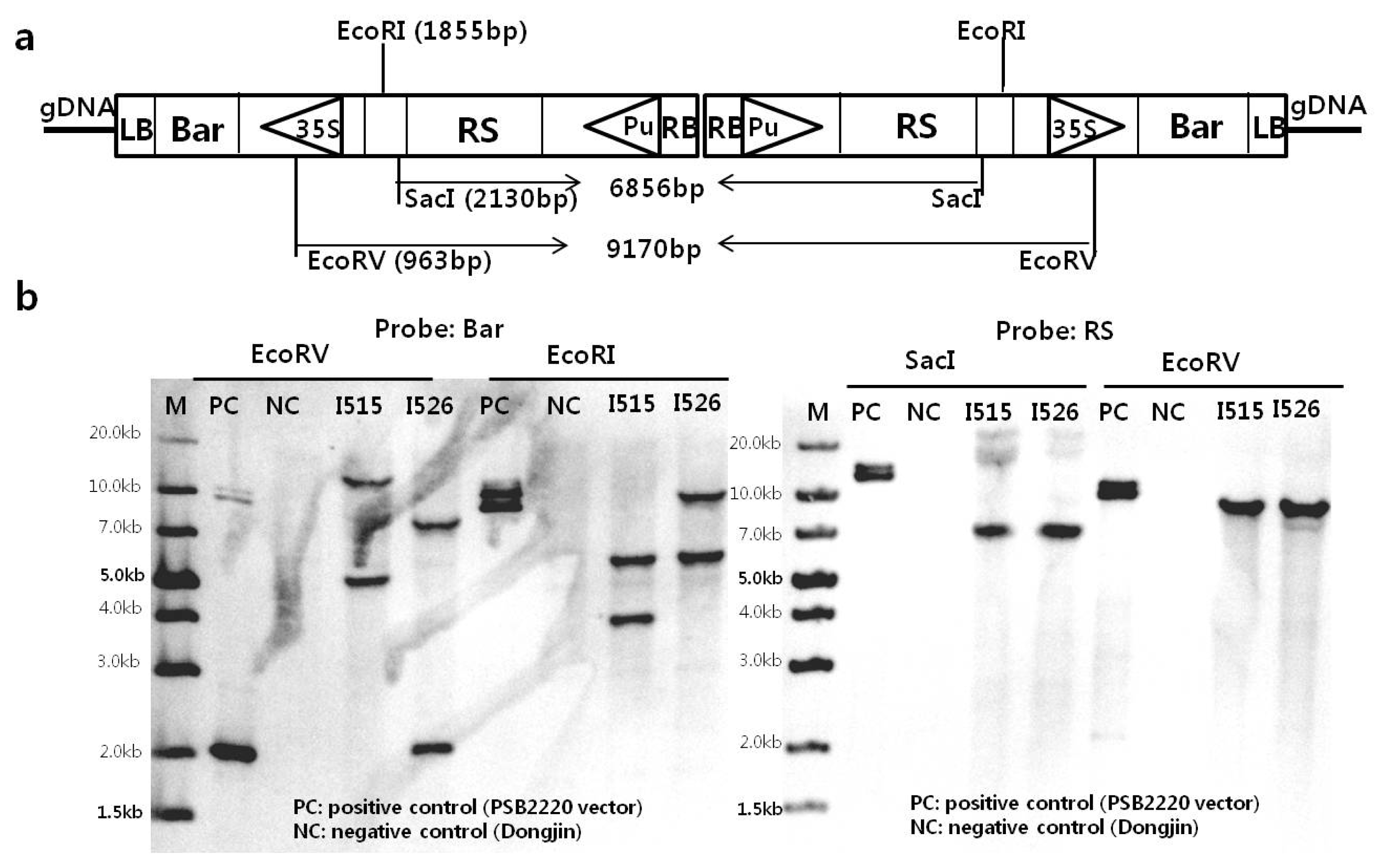pbb-01-406f2.jpg