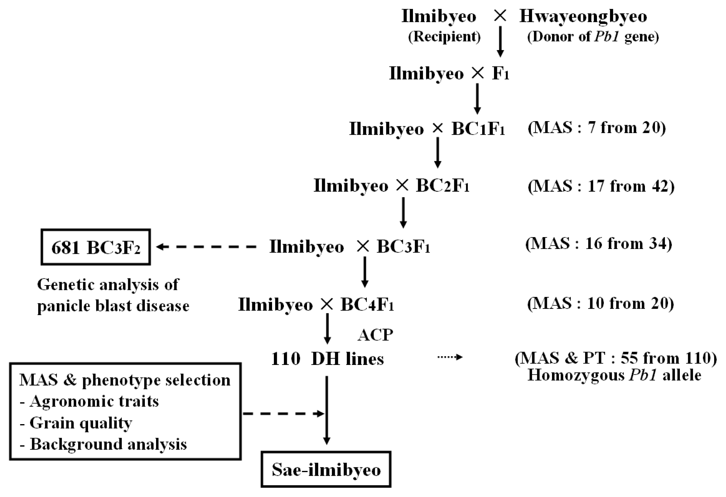 pbb-03-01f2.jpg