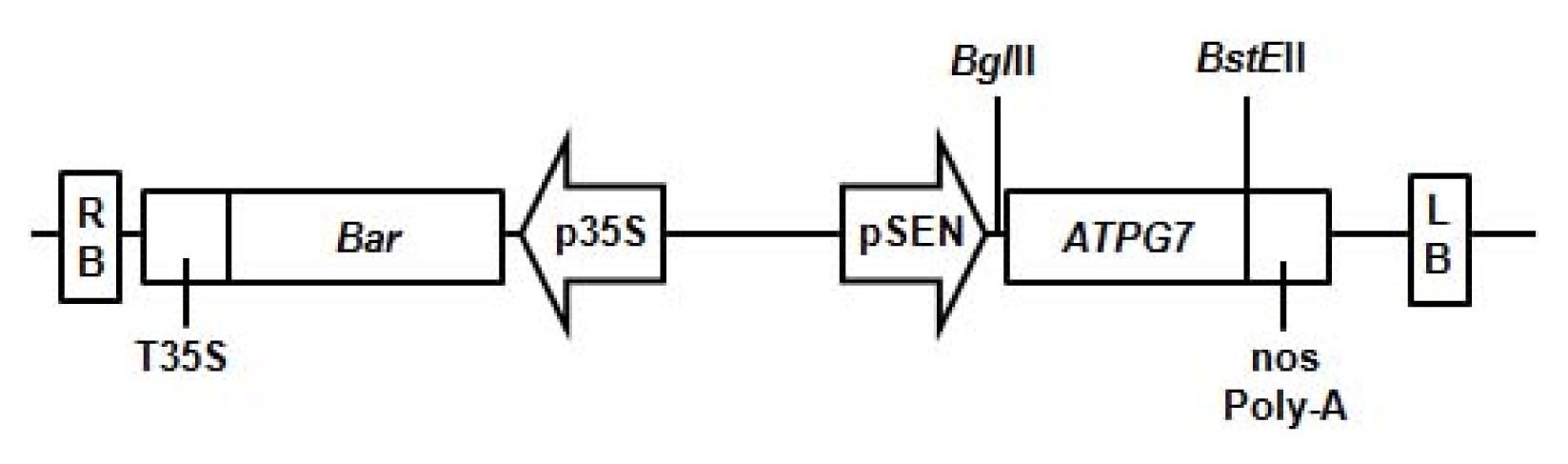 pbb-05-237f1.jpg