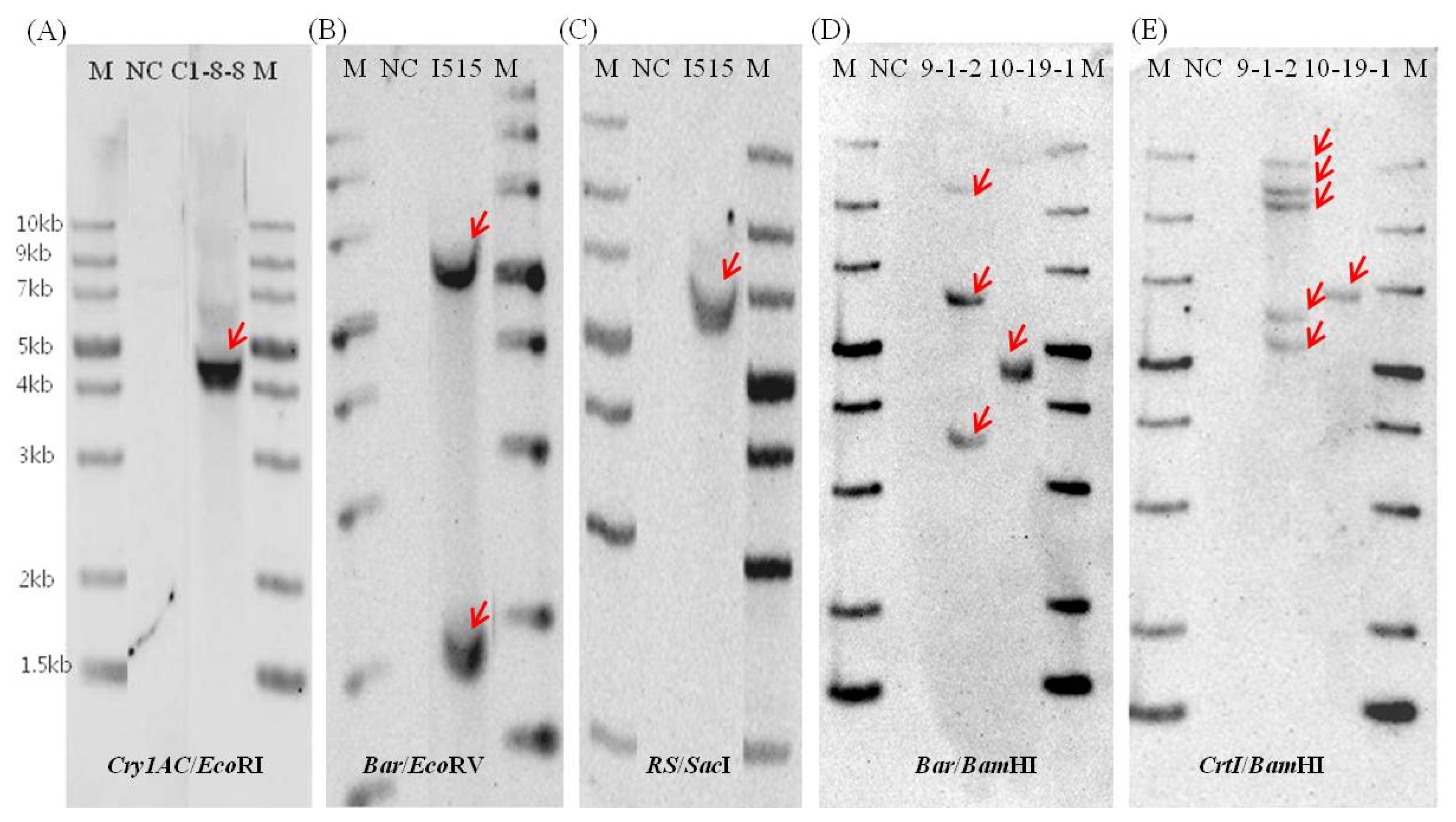 pbb-05-269f8.jpg