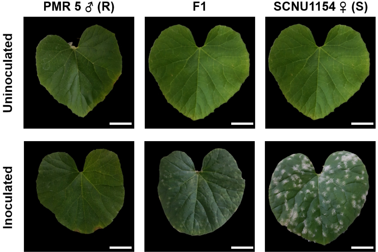 pbb-10-4-272-f2.jpg