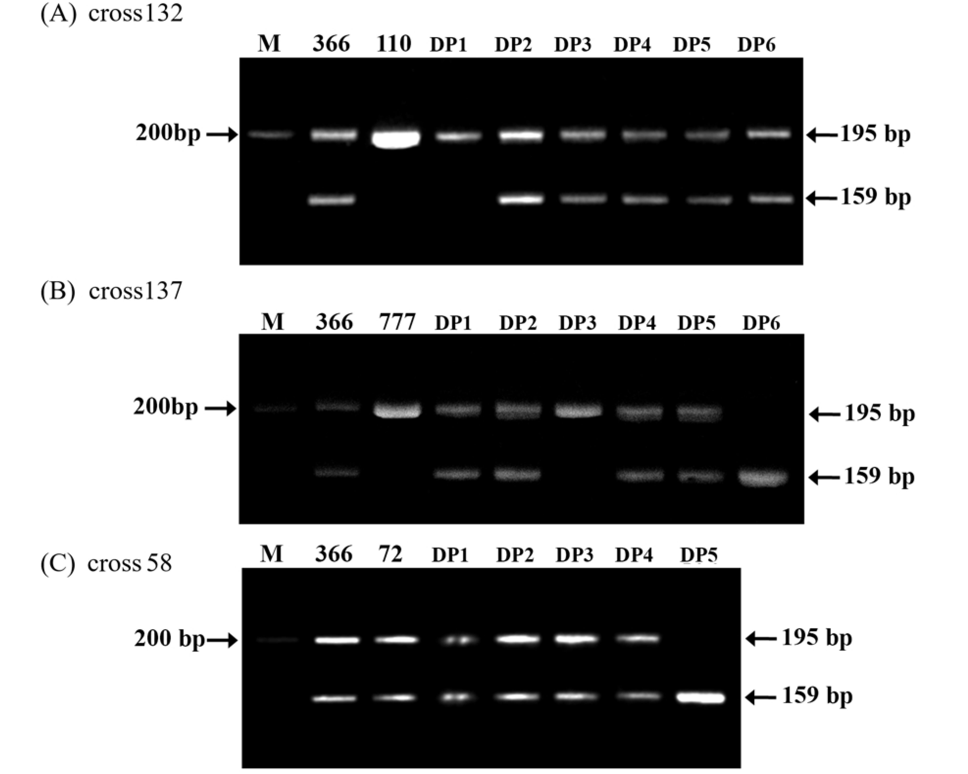 pbb-12-138-f7.jpg