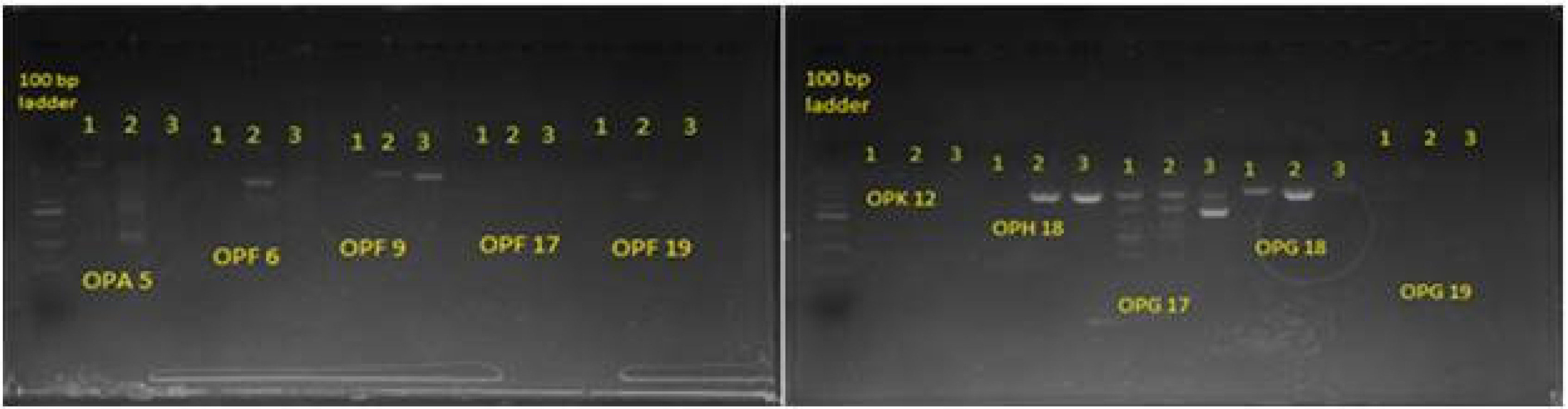 pbb-13-84-f1.jpg