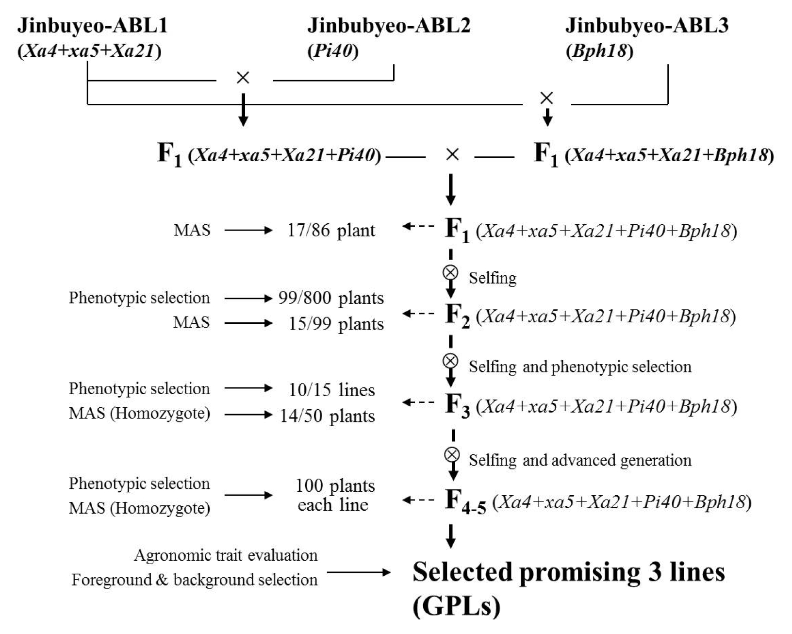 pbb-15-333f2.jpg