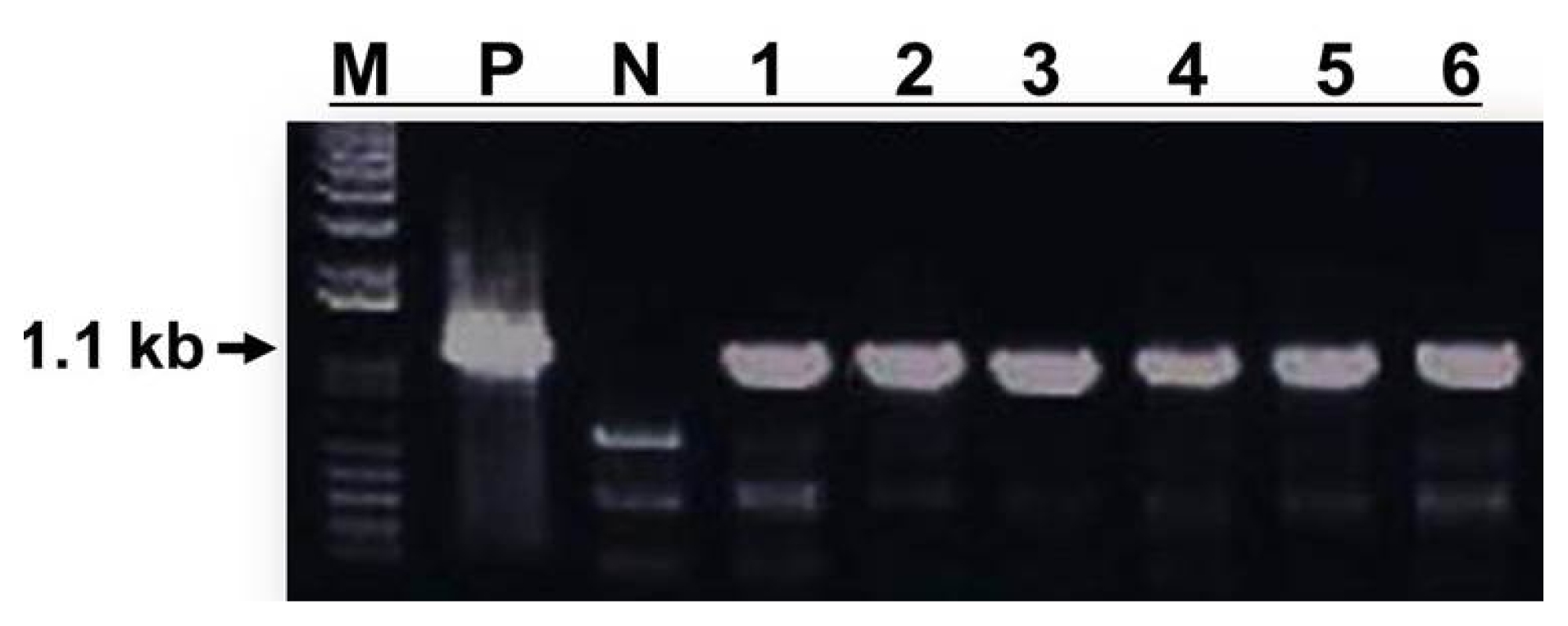 pbb-3-226f5.jpg